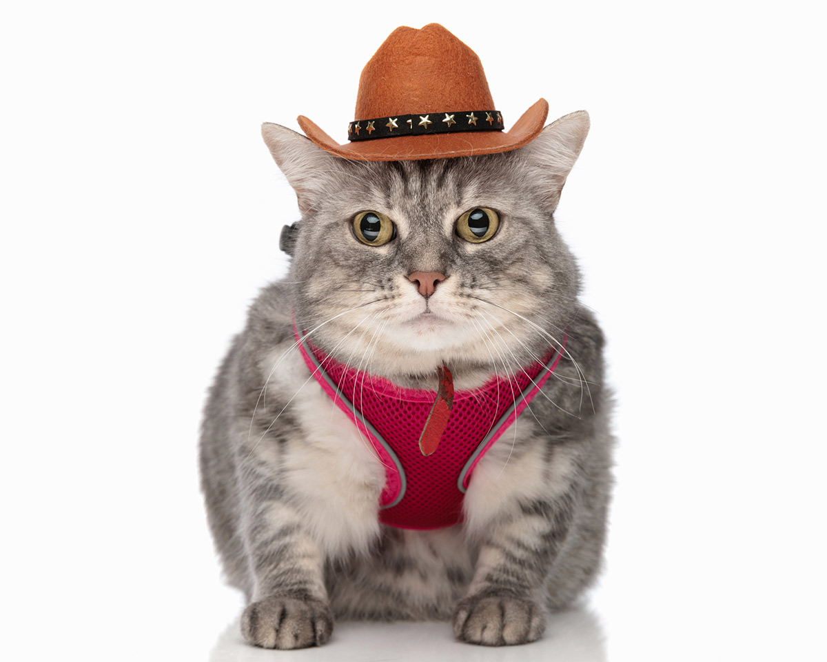 Cat in a cowboy hat